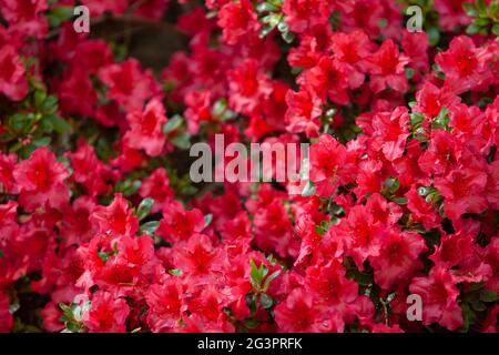 Les fleurs de Rhododendron sont proches de la lumière du soleil. Arrière-plan des fleurs. Banque D'Images