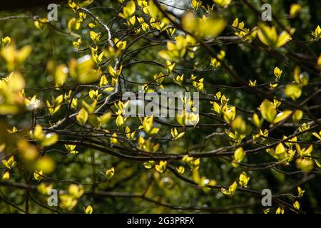Jeunes feuilles sur les branches d'arbre à travers lesquelles passe la lumière du soleil. Banque D'Images