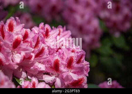 Les fleurs de Rhododendron sont proches de la lumière du soleil. Arrière-plan des fleurs. Banque D'Images
