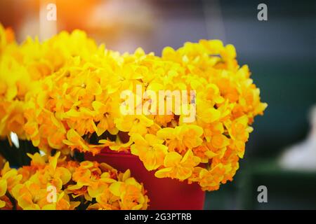 Close up bouquet de jonquilles jaune Banque D'Images