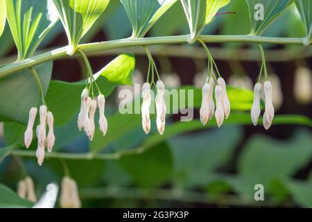 Solomon's Seal plante dans un jardin à Lincoln, Angleterre, Royaume-Uni Banque D'Images