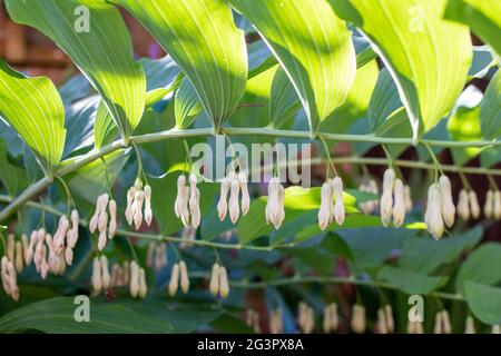 Solomon's Seal plante dans un jardin à Lincoln, Angleterre, Royaume-Uni Banque D'Images