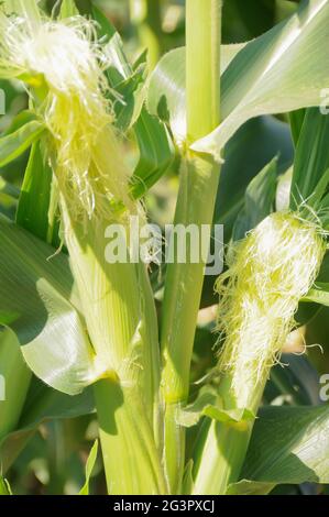 De plus en plus de maïs sur pied Banque D'Images
