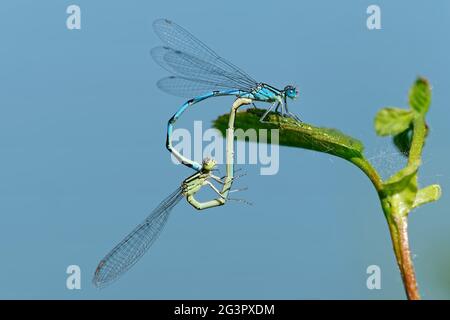 Accouplement de damselflies en fer à cheval Banque D'Images