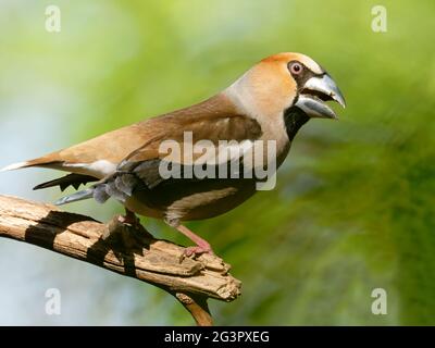 Hawfinch sur une succursale Banque D'Images