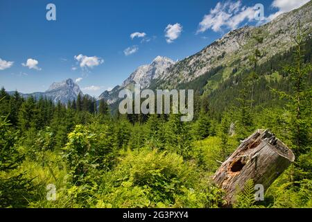 Forêt et montagnes dans le parc national de Gesäuse en Autriche Banque D'Images