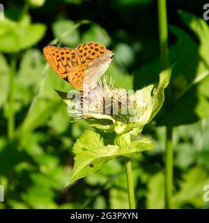 Fritillaire lavé à l'argent sur un chardon en Autriche Banque D'Images