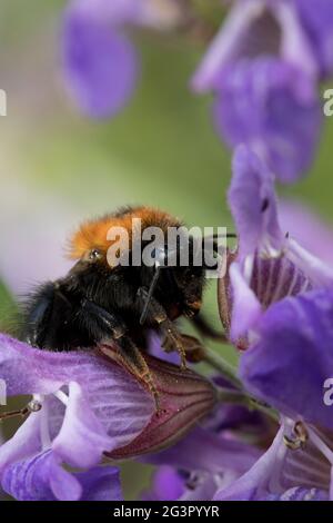 Arbre Bumblebee (bombus hypnorum) sur des fleurs de sauge dans un jardin en juin, North Yorkshire, Angleterre, Royaume-Uni Banque D'Images