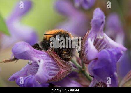 Arbre Bumblebee (bombus hypnorum) sur des fleurs de sauge dans un jardin en juin, North Yorkshire, Angleterre, Royaume-Uni Banque D'Images