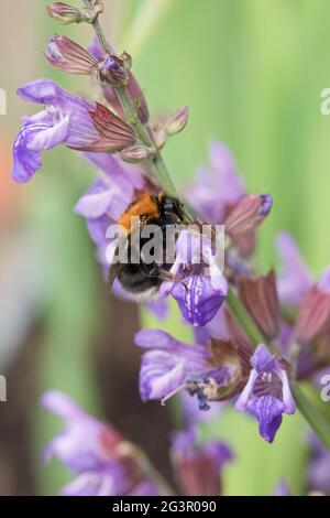 Arbre Bumblebee (bombus hypnorum) sur des fleurs de sauge dans un jardin en juin, North Yorkshire, Angleterre, Royaume-Uni Banque D'Images