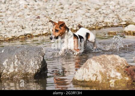 Petit terrier Jack Russell courant dans une rivière peu profonde un jour d'été, l'eau éclabousse aux pierres près Banque D'Images