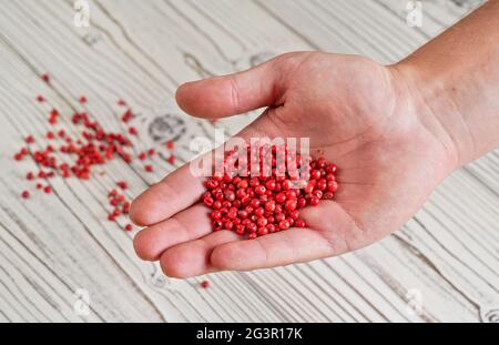 Rouge ou Pink peppercorn dans la main jeune homme, plus dispersé sur le bureau blanc ci-dessous, photo de gros plan Banque D'Images