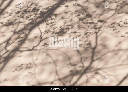 Photo d'arrière-plan abstraite avec ombres des branches d'arbre sur le mur en béton Banque D'Images