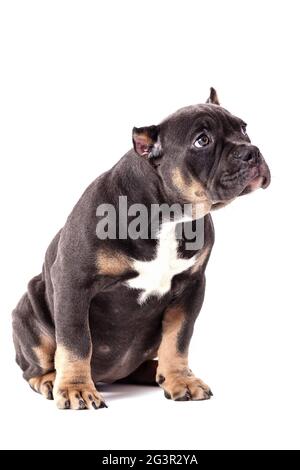Un chiot de la race américaine Bully de couleur tricolore. Une race de chien de compagnie nouvellement créée aux États-Unis. Isolé sur fond blanc, c Banque D'Images