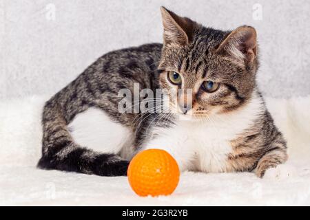 Un chaton mongrel rayé se trouve à côté d'une boule orange. Gros plan, mise au point sélective Banque D'Images