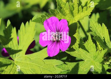 Fleur rose cerise vif de Geranium vivace 'Ann Folkard' sur fond de feuillage vert vif. Banque D'Images