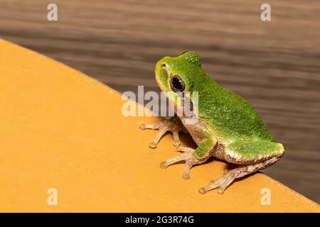 Grenouille d'arbre verte assise sur le bord d'une table. Banque D'Images