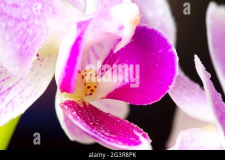 Belles fleurs d'orchidées de Phalaenopsis pourpres. Orchidée dendrobium. Gros plan sur la fleur. Superbes détails visuels floraux tropicaux Banque D'Images