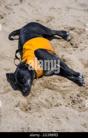 Chien Chihuahua noir jouant dans les vagues à la plage Banque D'Images