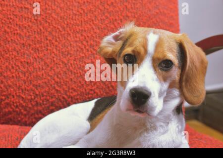 Petit beagle et son oreille renversante. Beagle allongé sur un fauteuil rouge dans le salon. Banque D'Images