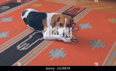 Petit beagle tenant la laisse et servaitingto aller pour une promenade. Un chien triste attend d'aller marcher avec son propriétaire. Banque D'Images