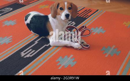 Un joli petit beagle avec laisse vous attend pour vous promener. Beagle tenant une laisse en nylon dans ses pattes. Banque D'Images