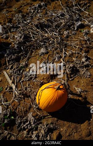 Hacklebarney Farm, Chester, New Jersey, États-Unis. Ferme saisonnière pour les pommes, les citrouilles, le maïs, c'est une ferme de “Pick Your Own” ou de PYO. Banque D'Images