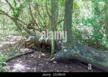 Jungle dans la réserve naturelle Esteros del Ibera, Argentine Banque D'Images