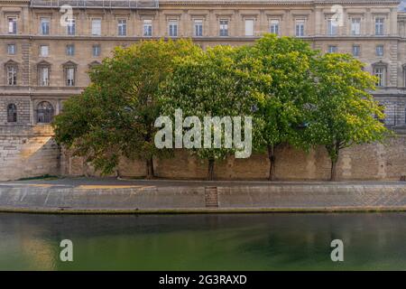 Paris, France - 05 02 2021 : arbres aux fleurs rouges et blanches, le long des quais de Seine, près du pont Saint-Michel Banque D'Images