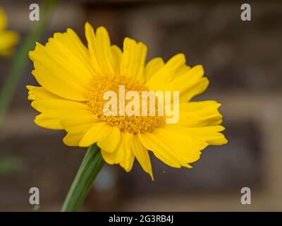 Gros plan d'une jolie fleur de chrysanthème de guirlande Banque D'Images