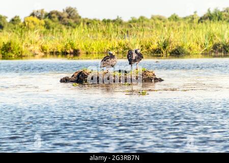 Screamer du sud (Chauna torquata) à Esteros del Ibera, en Argentine Banque D'Images