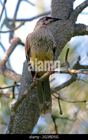 Oiseau rouge (Anthochera carunculata carunculata) adulte perché dans un arbre Nouvelle-Galles du Sud, Australie Janvier Banque D'Images