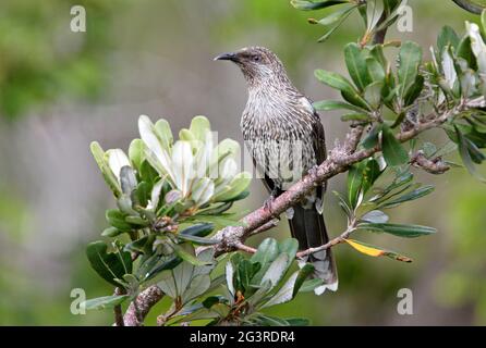 Petit oiseau de wattlebird (Anthochera chrysoptera chrysoptera) adulte perché dans le Bush Nouvelle-Galles du Sud, Australie Janvier Banque D'Images