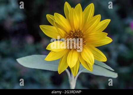 Tournesol dans un jardin d'été. Banque D'Images