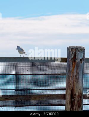 Un mouette debout sur une enceinte de baignade en filet à une plage Banque D'Images