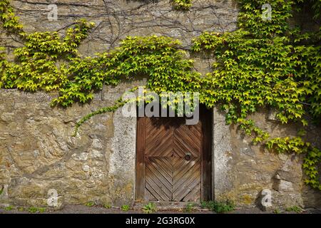 Le mur de la ville est surcultivé avec de l'ivy à rothenburg ob der tauber, en allemagne Banque D'Images