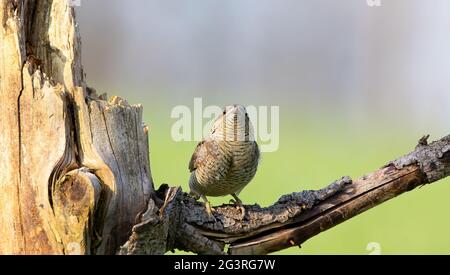 Wryneck Jynx torquilla se trouve sur une branche et attire une femelle., la meilleure photo. Banque D'Images