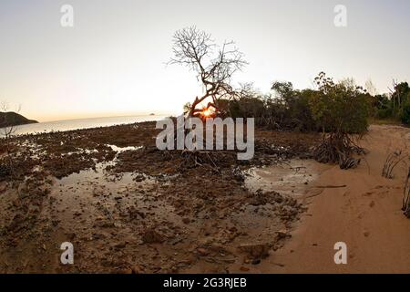 Le paysage s'éclaircit alors que le soleil se lève sur une plage rocheuse de mangrove à marée basse et projette une lueur orange, lentille de poisson Banque D'Images