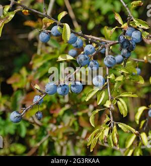 Blackthorn, sloe, harpe noire Banque D'Images