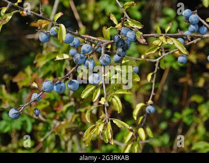 Blackthorn, sloe, harpe noire Banque D'Images