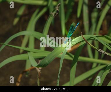 Un beau jeune homme bagué demoiselle (Calopteryx splendens) damselfly reposant à côté de la rivière Banque D'Images