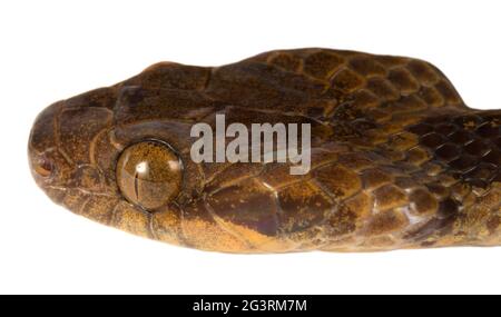 Serpent à œil de chat commun (Leptodeira annulata), province d'Orellana, Amazonie équatorienne, gros plan de la tête Banque D'Images