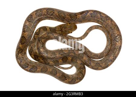 Cat-eyed Snake (Leptodeira septentrionalis) de la région biologique Choco dans le nord-ouest de l'Équateur. Banque D'Images