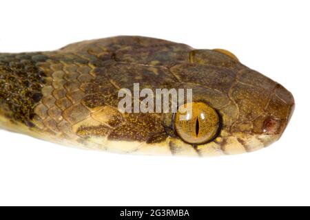 Cat-eyed Snake (Leptodeira septentrionalis) de la région biologique Choco dans le nord-ouest de l'Équateur. Banque D'Images