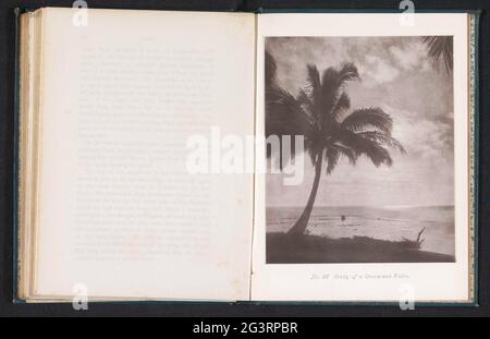 Kokospalm op Tahiti; Etude d'une paume de cacao-noix. . Banque D'Images