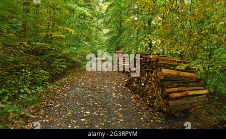 Forêt d'automne en octobre avec pile de bois Banque D'Images