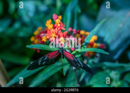 Papillon sur fleur, Maison aux papillons dans le parc Burggarten du palais impérial de Hofburg, Vienne, Autriche Banque D'Images