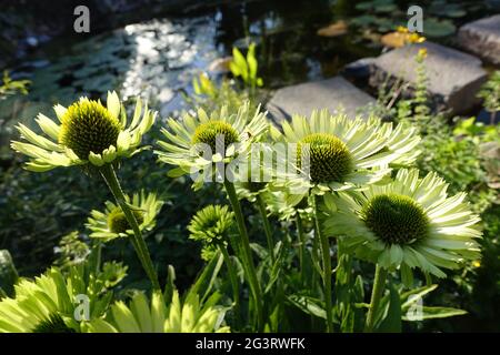 Echinacea purpurea Hybride Green Juwel - inflorescence Banque D'Images