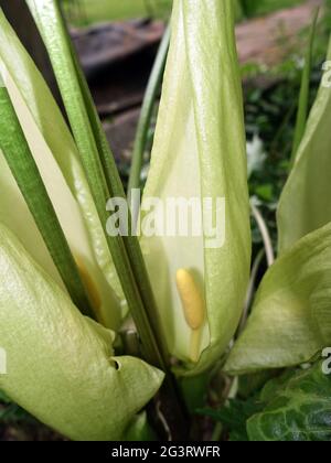 Arum italien ou seigneurs et dames italiens (Arum italicum) - plante à fleurs Banque D'Images