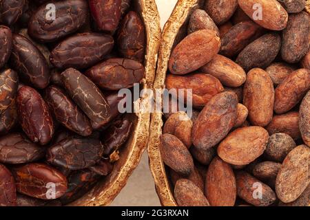 Détail de fèves de cacao non pelées et grillées fraîches dans une gousse. Banque D'Images